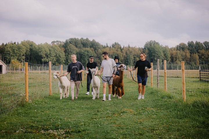 Pastaiga ar alpakām