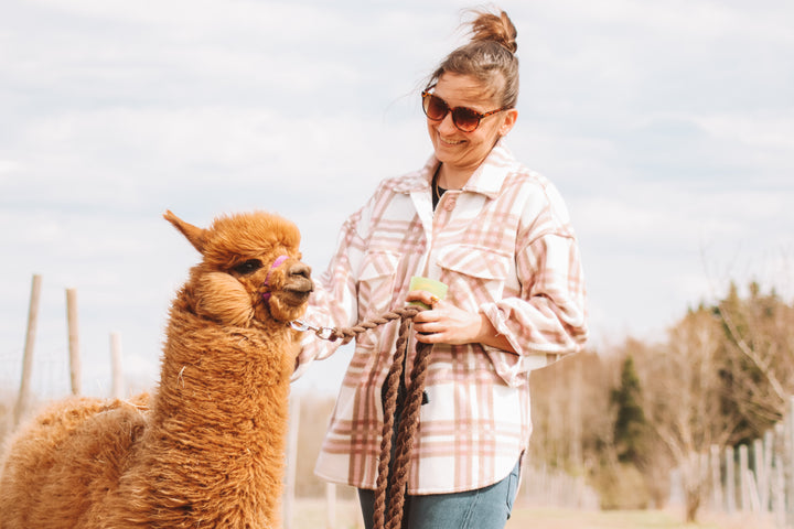Pastaiga ar alpakām