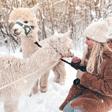 Load image into Gallery viewer, Alpaca Walking
