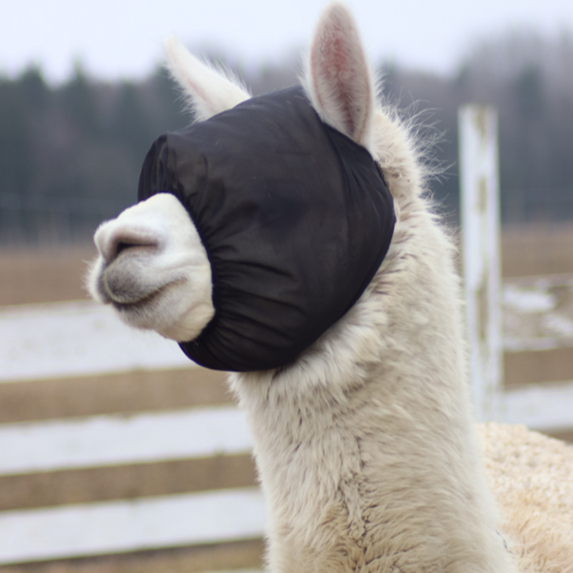 Putukamaskid alpakadele